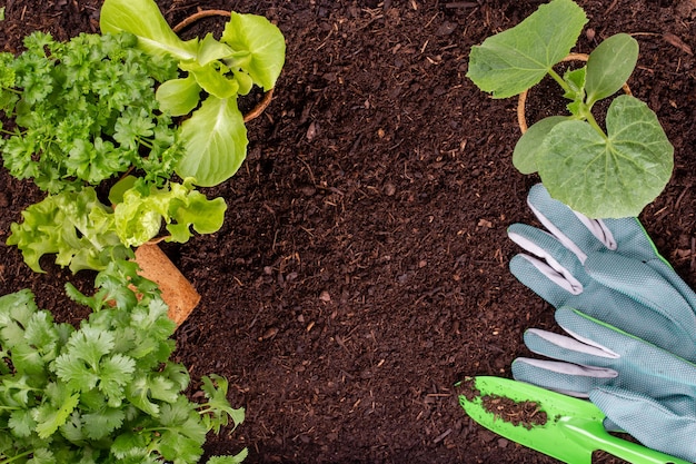 Mulher plantando mudas jovens de salada de alface na horta.