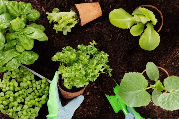 Mulher plantando mudas jovens de salada de alface