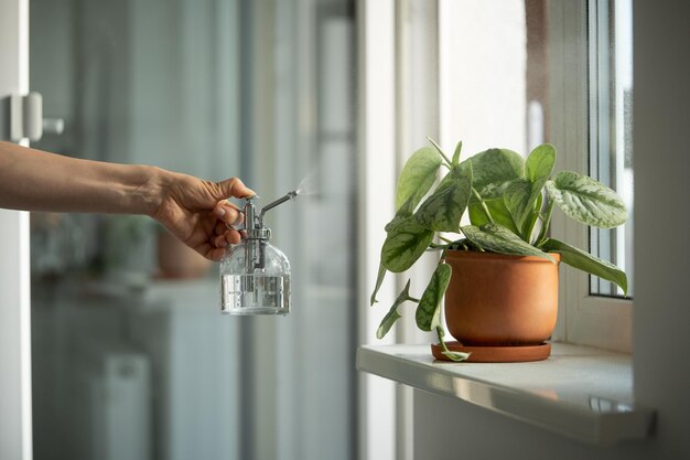 Mulher pulveriza planta em vaso de flores mão feminina pulverizando água em planta de casa scindapsus em vaso de barro