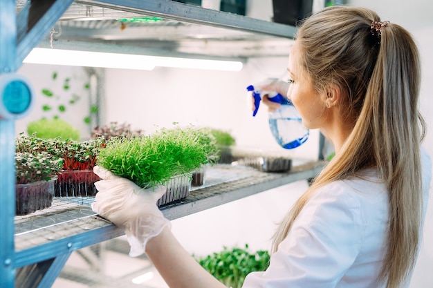 Mulher pulverizando microgreens com água