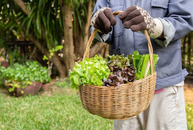 Mulher que guarda a cesta de madeira com os vegetais orgânicos frescos da exploração agrícola do jardim.