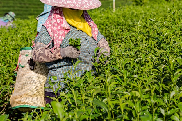 Mulher que trabalha na plantação de chá verde de manhã, Chiang Rai, Tailândia