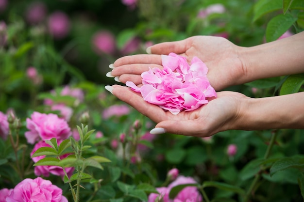 mulher recolhe pétalas de rosa para a produção de cosméticos na Bulgária. Aromaterapia. Óleos aromáticos. beleza de uma rosa chá. Cuidados com o corpo.