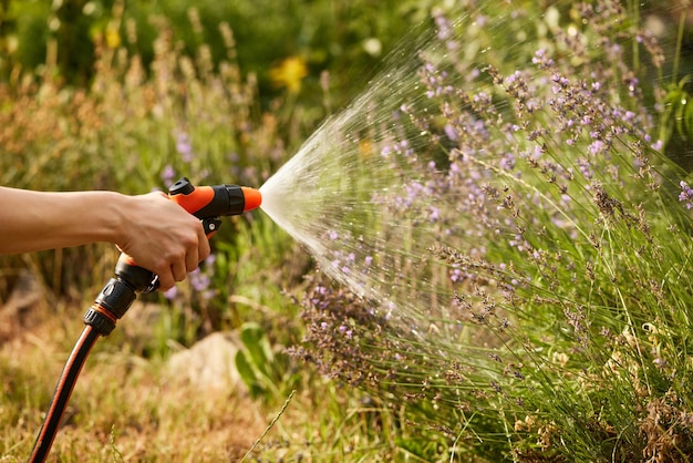 Mulher regando a planta no jardim no verão