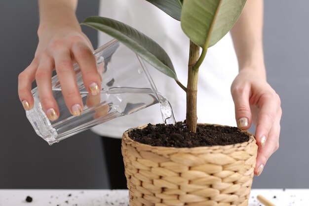 Mulher regando Ficus benjamina em casa em close-up