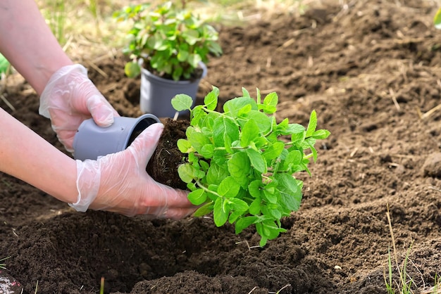 Foto mulher repotting hortelã fresca no jardim