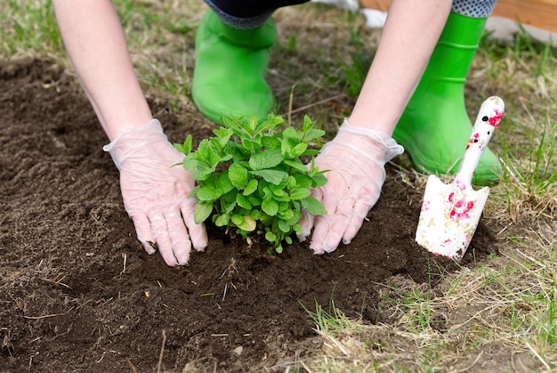 Foto mulher repotting hortelã fresca no jardim