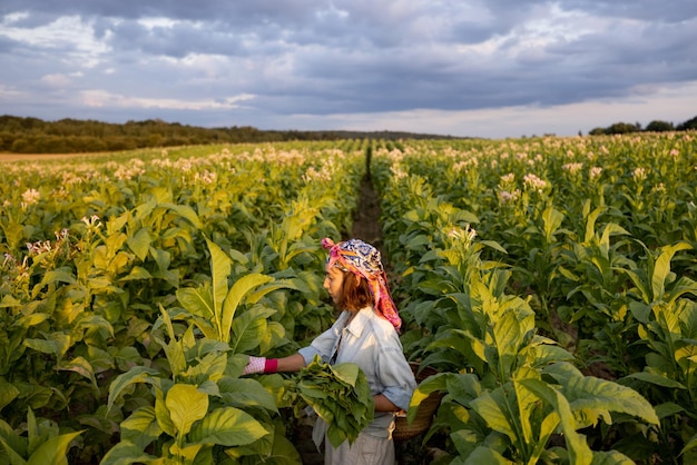 Mulher reúne folhas de tabaco na plantação