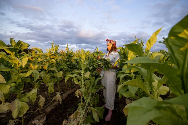 Mulher reúne folhas de tabaco na plantação