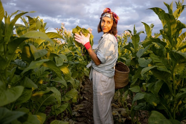Mulher reúne folhas de tabaco na plantação