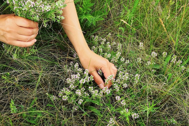 mulher reúne planta medicinal de tomilho selvagem no campo