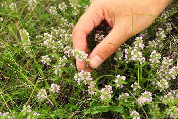 mulher reúne planta medicinal de tomilho selvagem no campo