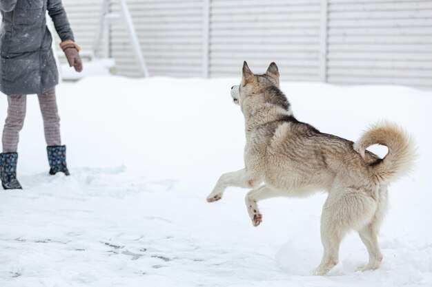 Mulher se divertindo com seu cachorro de estimação husky siberiano na neve