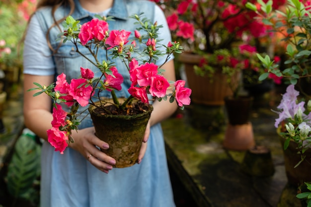 Foto mulher segura envasamento de folhas verdes e closeup de flor de botões vermelhos. florescendo azalea plantas com flores.