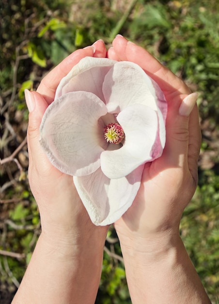 Mulher segura flor rosa de magnólia nas palmas das mãos ao ar livre no jardim
