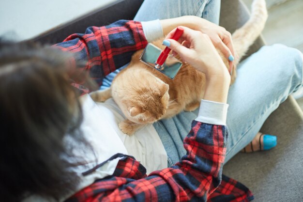 Mulher segura gato ruivo britânico e penteia o pelo em casa.