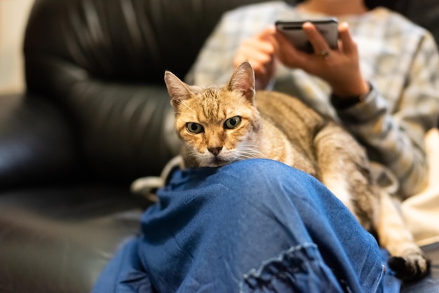 Mulher segura seu gato nas coxas