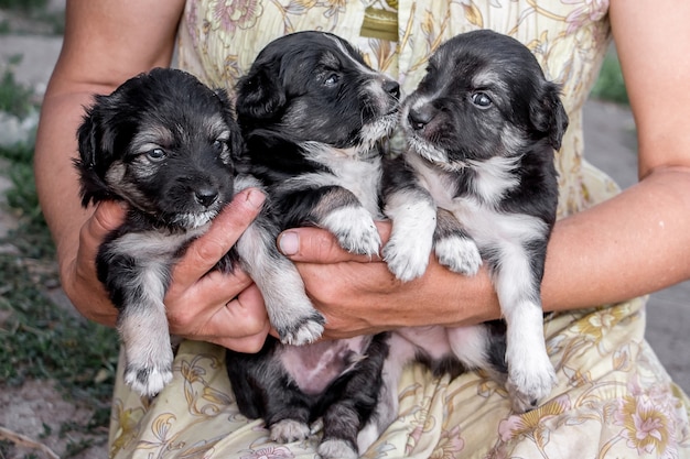 Foto mulher segura três cachorrinhos nas mãos, cuidando de pequenos animais indefesos