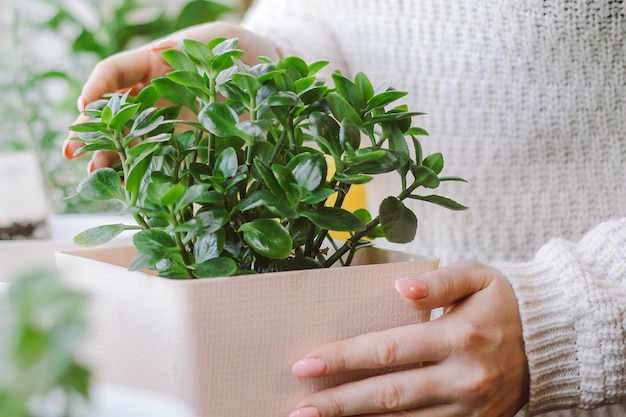 Mulher segura um vaso com uma planta nas mãos. Estilo de vida ecológico. Conceito de jardinagem em casa. Cultivo de flores em vasos.