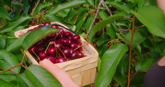 Mulher segura uma cesta de vime com cerejas vermelhas e doces colhidas em suas mãos em closeup Menina pega uma fruta de bagas frescas com sua mão colhendo no jardim Plantação Agricultura Colheita