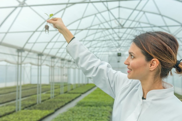 Mulher segurando a planta no viveiro com efeito de estufa. Estufa de Mudas.