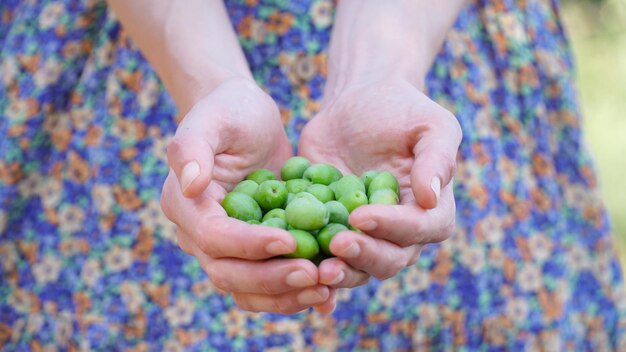 Mulher segurando azeitonas verdes nas palmas das mãos. Foco seletivo em azeitonas.