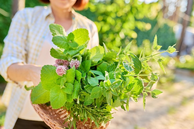 Mulher segurando em suas mãos ervas aromáticas picantes frescas hortelã erva-cidreira alecrim tomilho