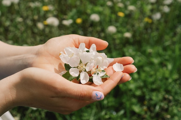 Mulher segurando flores de primavera em suas mãos flores de primavera