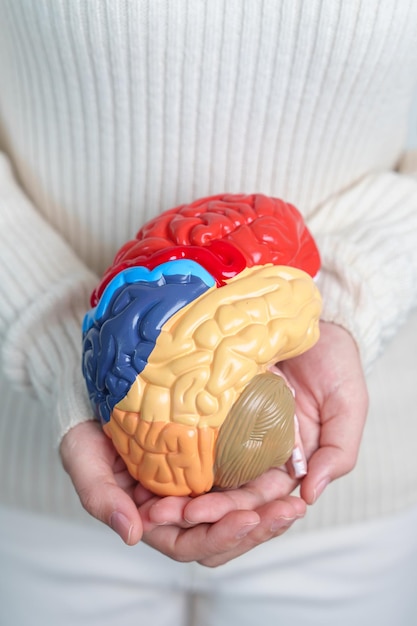 Mulher segurando modelo de cérebro humano Dia Mundial do Tumor Cerebral AVC Demência alzheimer parkinson e conceito mundial de saúde mental