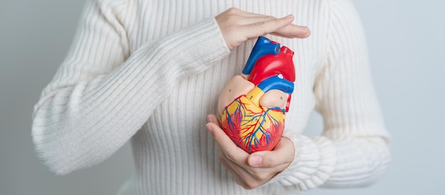 Mulher segurando modelo de coração humano Doenças cardiovasculares Aterosclerose Coração hipertenso Valvular Coração Janela aortopulmonar mundo Dia do coração e conceito de saúde