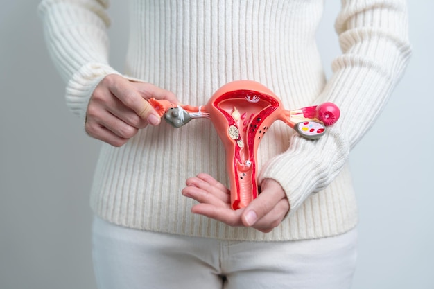 Foto mulher segurando modelo de útero e ovário câncer de ovário e colo do útero distúrbio do colo do útero endometriose histerectomia miomas uterinos sistema reprodutivo e conceito de gravidez