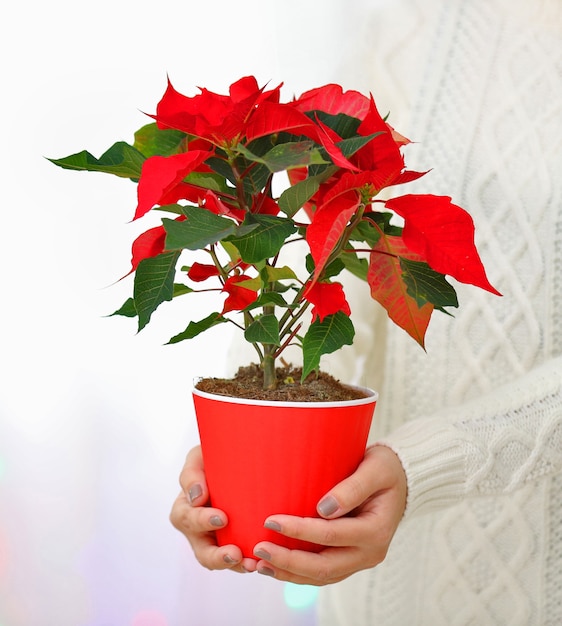 Mulher segurando o pote com Poinsétia de flores de Natal,