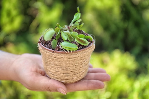 Mulher segurando pote com Dionaea muscipula no fundo desfocado natural