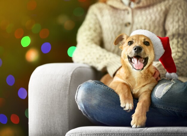 Mulher segurando um cachorrinho fofo e engraçado na cadeira no fundo da árvore de Natal