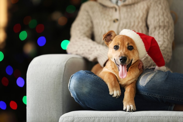 Mulher segurando um cachorrinho fofo e engraçado na cadeira no fundo da árvore de Natal