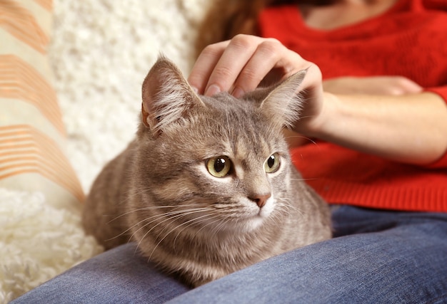 Mulher segurando um gato fofo no sofá