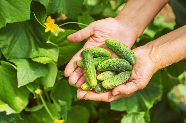 Mulher segurando um pepino recém colhido