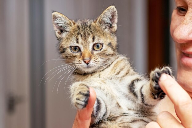 Mulher segurando um pequeno gatinho listrado na sala