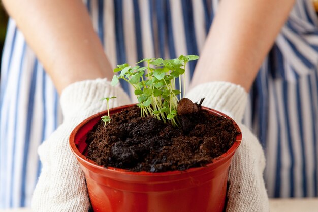 Mulher segurando um vaso com um broto nas mãos, conceito de jardinagem