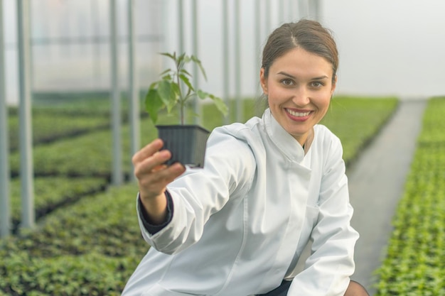 Mulher segurando vaso de planta no viveiro de estufa. Estufa de Mudas.