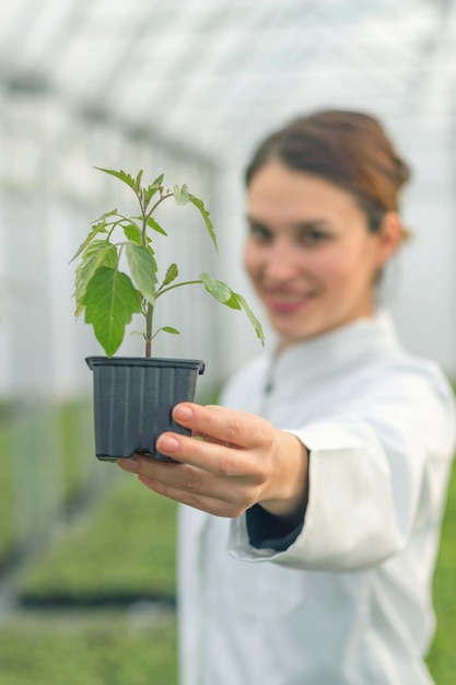 Mulher segurando vaso de planta no viveiro de estufa. Estufa de Mudas.