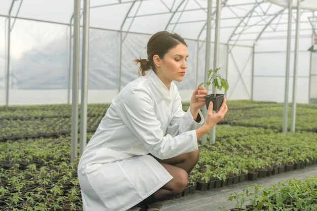 Mulher segurando vaso de planta no viveiro de estufa. Estufa de Mudas.