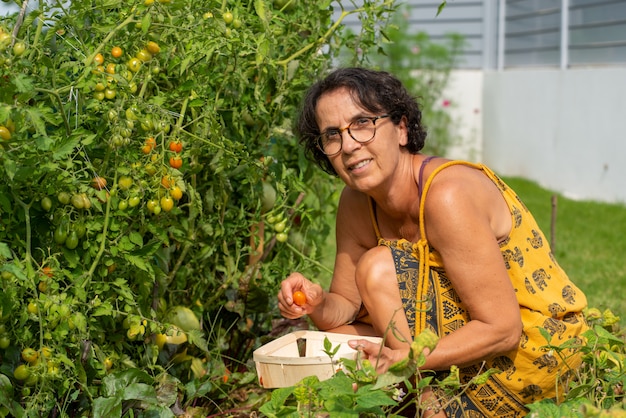 Mulher sênior, apanhar, tomates, de, horta