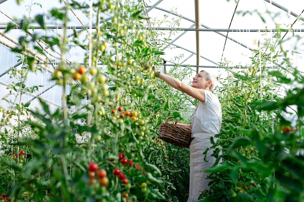 Mulher sênior feliz envolvida em jardinagem sazonal colhendo tomates maduros frescos na fazenda