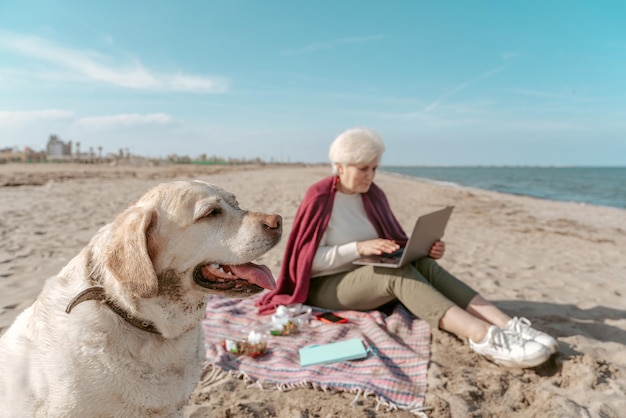 Mulher sênior focada trabalhando no laptop enquanto o cachorro sentado ao lado dela na praia