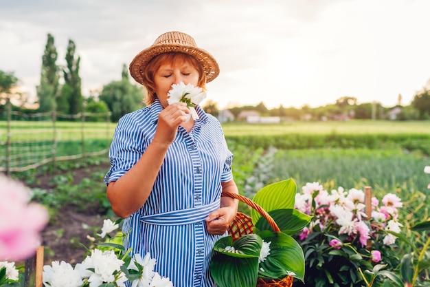 Mulher sênior, recolhendo e cheirando flores no jardim. Mulher idosa aposentada colocando peônias na cesta. Natureza primavera