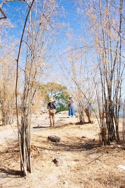 Mulher sênior tailandesa e mulheres jovens viajam para tirar fotos no parque do jardim quando as folhas de bambu mudam de cor no outono na temporada de outono na montanha khao phraya doen thong em lop buri, na tailândia