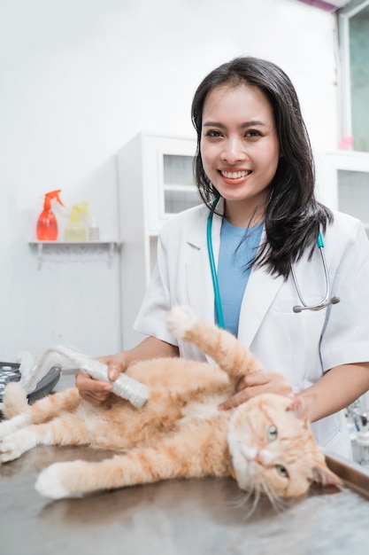 Mulher sorridente com ultrassom examinando o abdômen de um gato no hospital veterinário