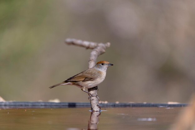 Mulher Sylvia atricapilla Malaga Espanha