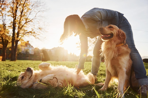 Mulher tem um passeio com dois cães Golden Retriever no parque